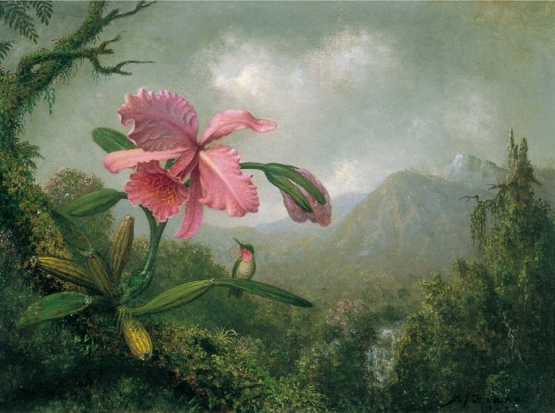 Orchid and Hummingbird near a Mountain Waterfall